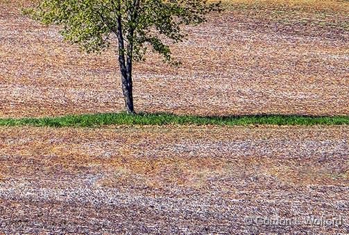 Tree In A Field_DSCF02462.jpg - Photographed near Kemptville, Ontario, Canada.